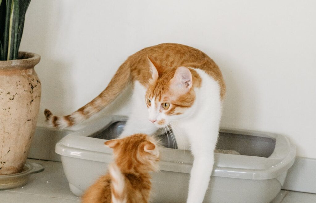 Two orange and white cats beside a gray litter box indoors