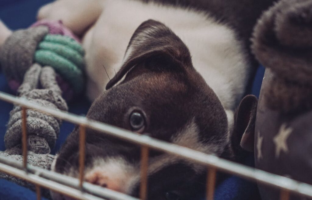 Small dog puppy resting behind metal crate bars with soft toys