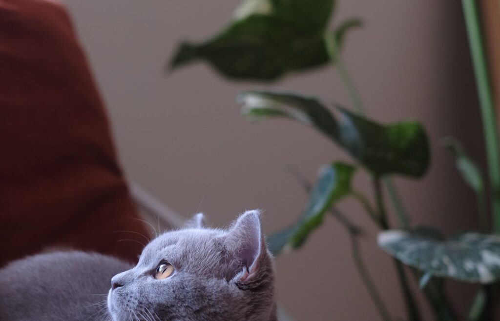 Gray cat sitting near a houseplant and chair
