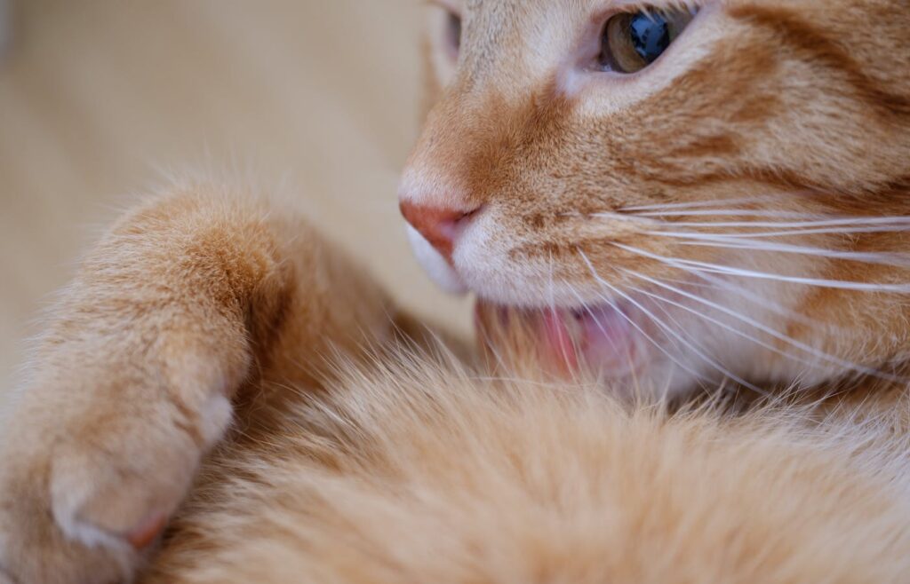 Orange cat licking thick fur close up