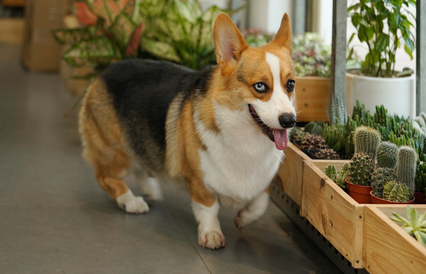 Pet safety around houseplants with a dog standing beside cactus and indoor plant trays