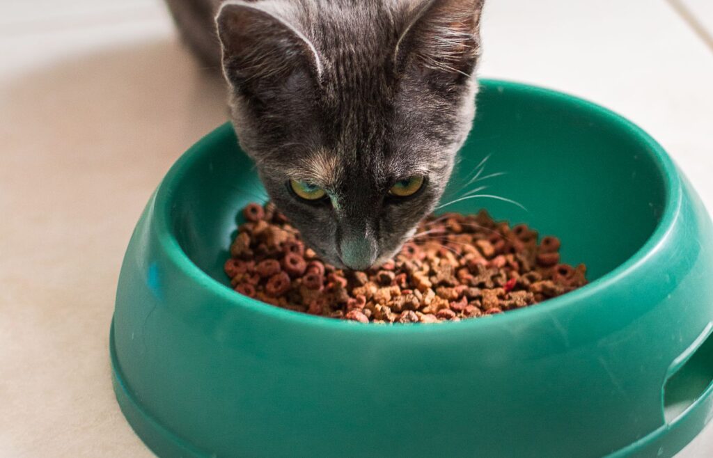 Gray cat eating dry pet food from a green bowl