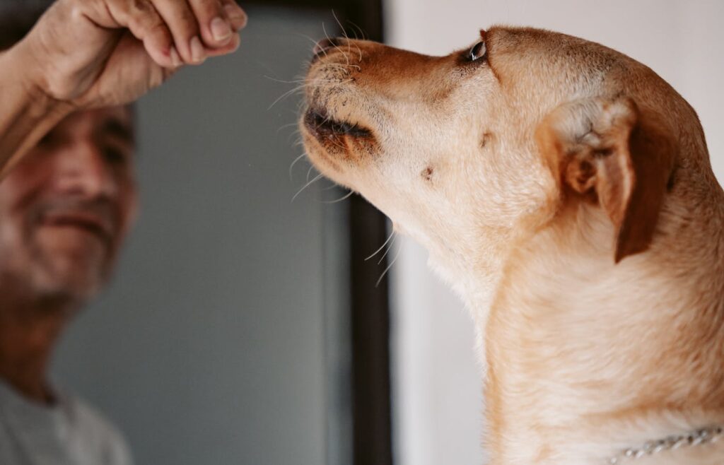 Brown dog looking up at a hand indoors
