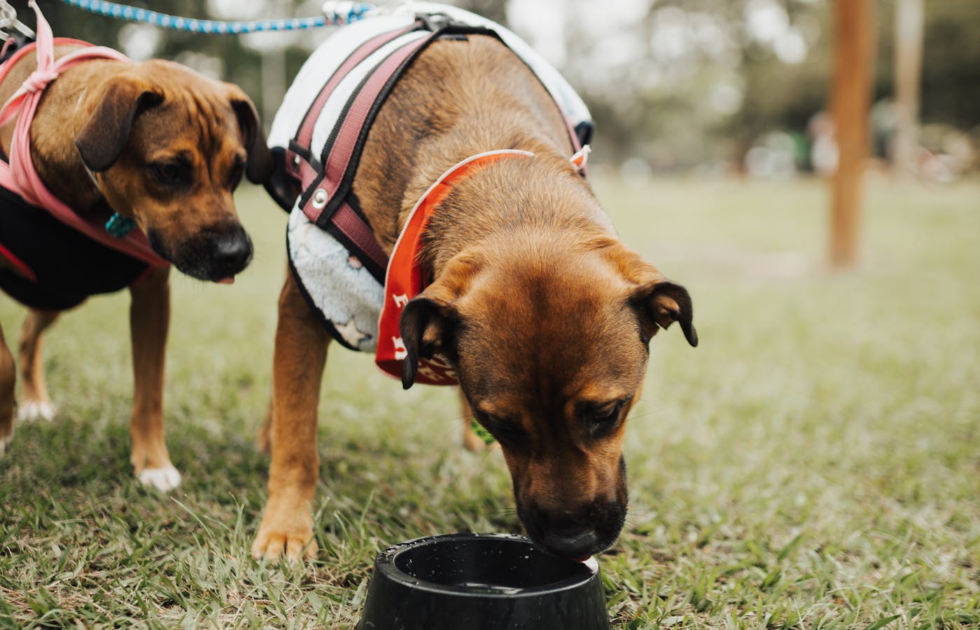 Two dogs drinking from a black water bowl on grass