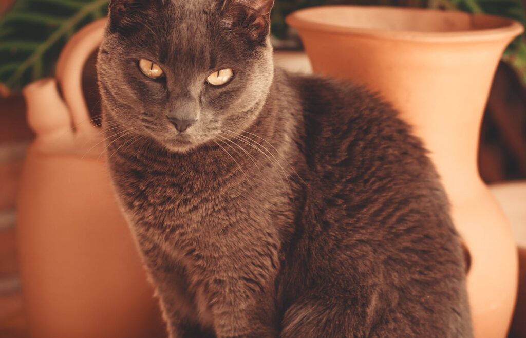 Pet safety around houseplants with a gray cat sitting beside large plant pots