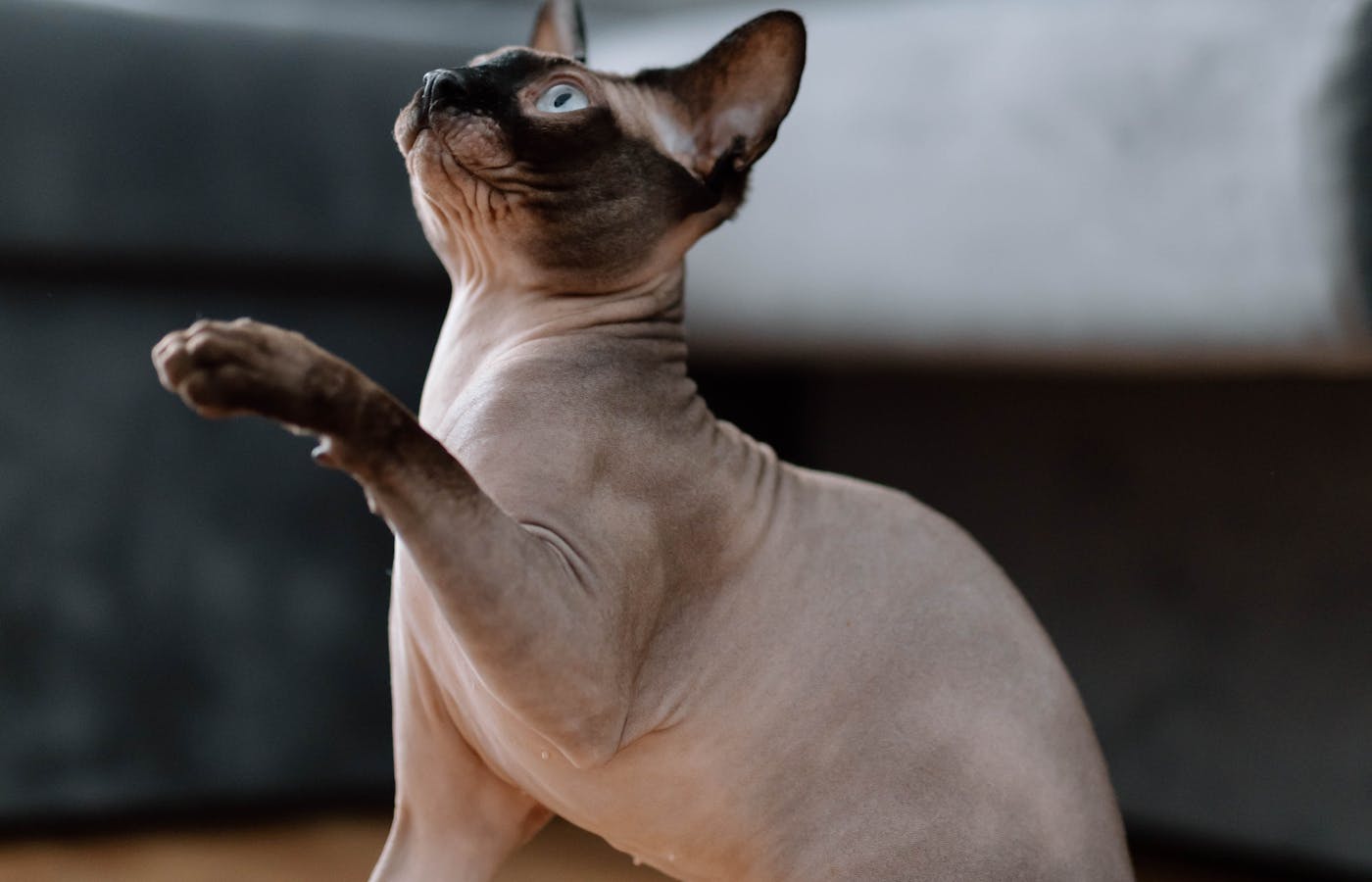 Hairless cat lifting a front paw indoors