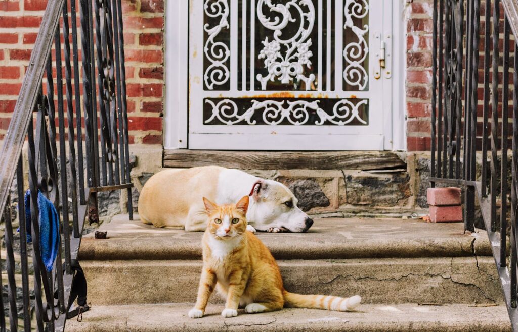 Orange cat and white dog near a closed front door before leaving home
