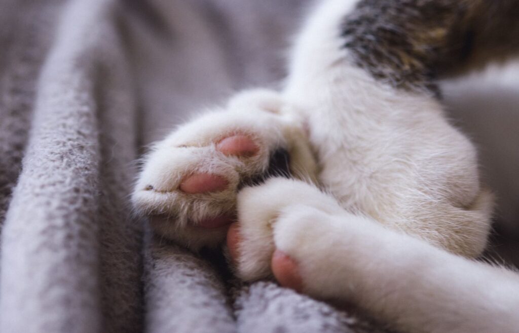 Close-up of cat paws pressing into a soft blanket