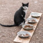 Black and white cat beside several cat food bowls