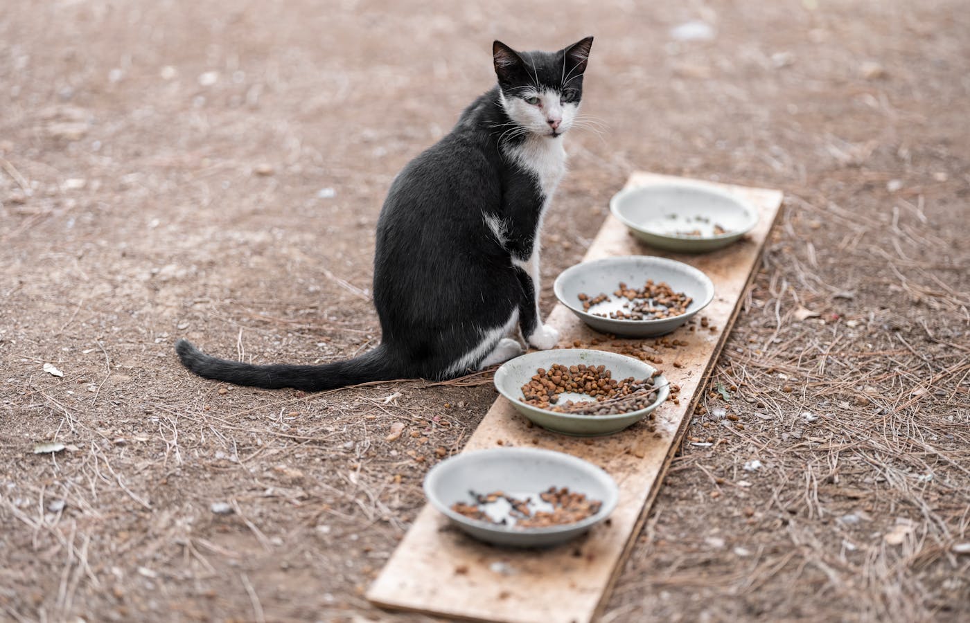 Black and white cat beside several cat food bowls