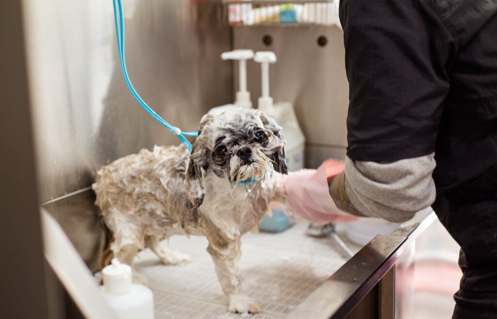 Small soapy dog standing in a grooming tub