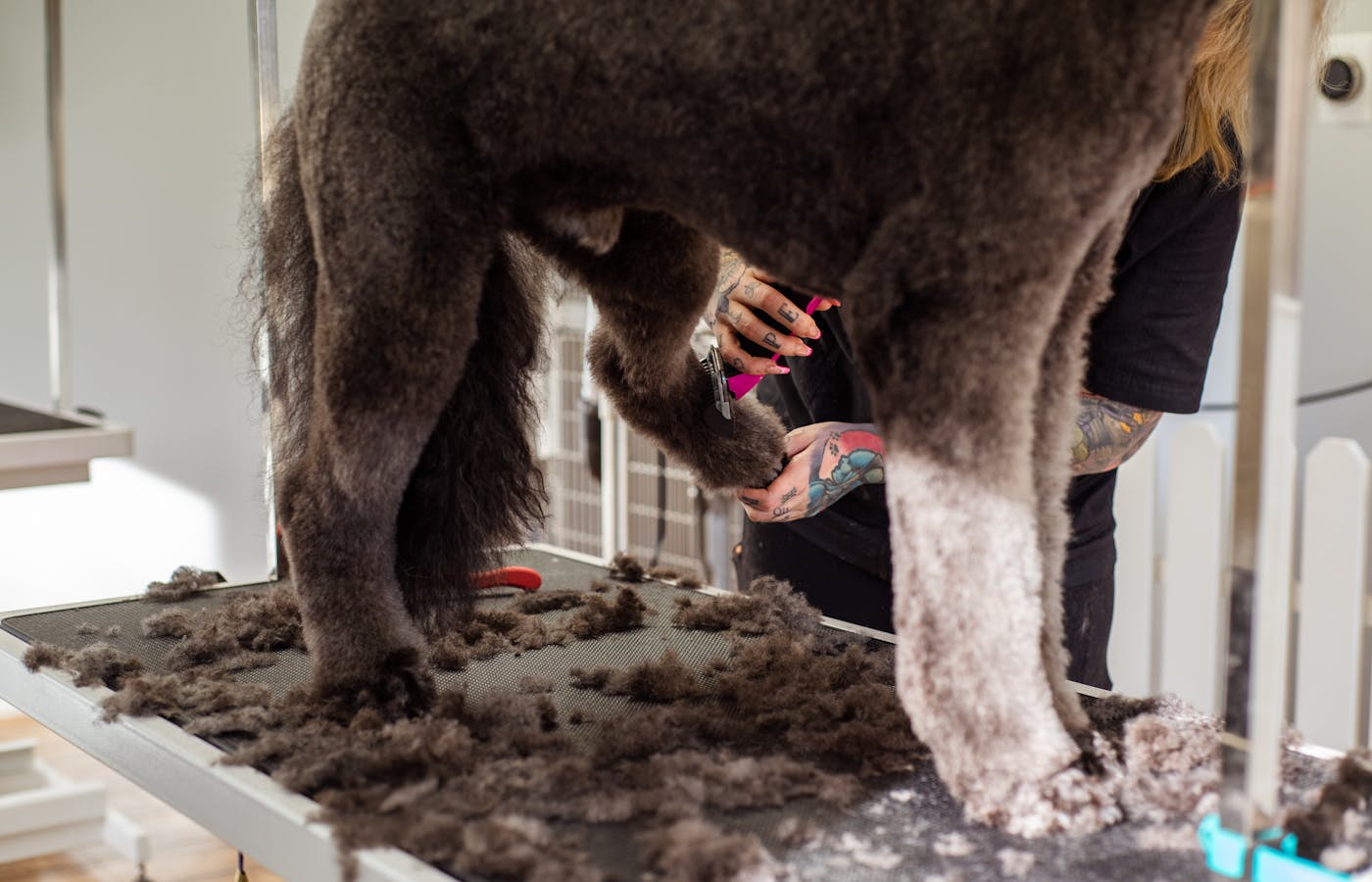 Dog being groomed indoors with visible pet grooming tools
