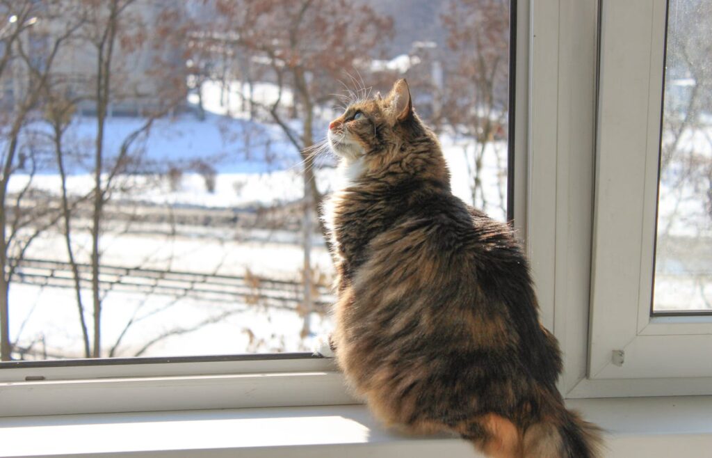 Long-haired cat sitting by a window with snow outside