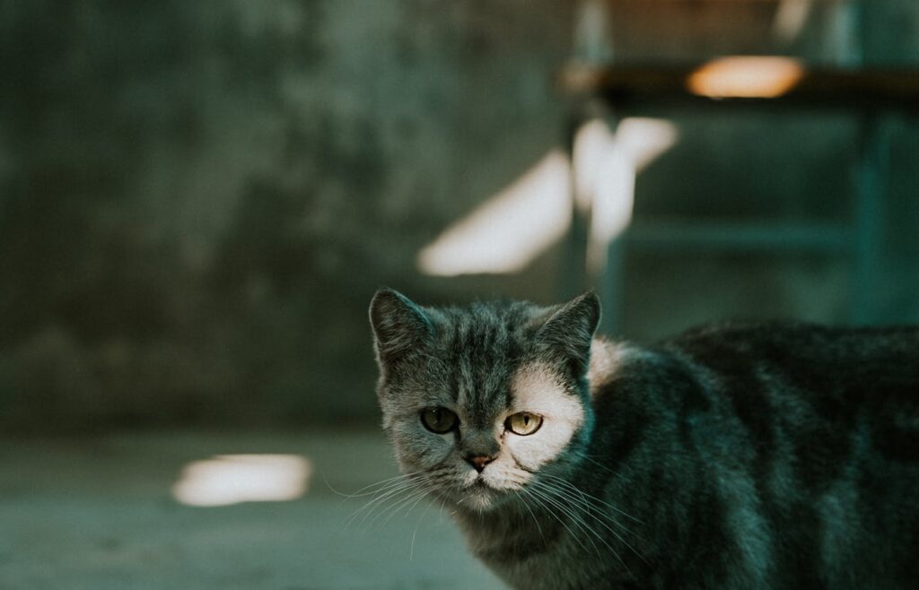 Gray cat standing indoors in soft window light