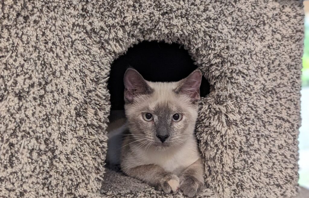 Kitten resting inside a carpeted cat tree cubby