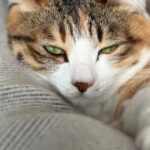 Calico cat resting against a gray blanket