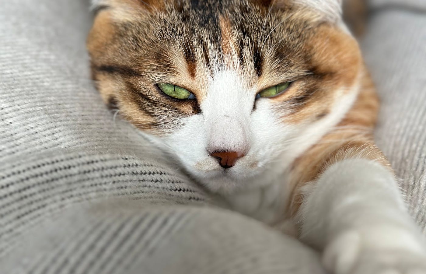 Calico cat resting against a gray blanket