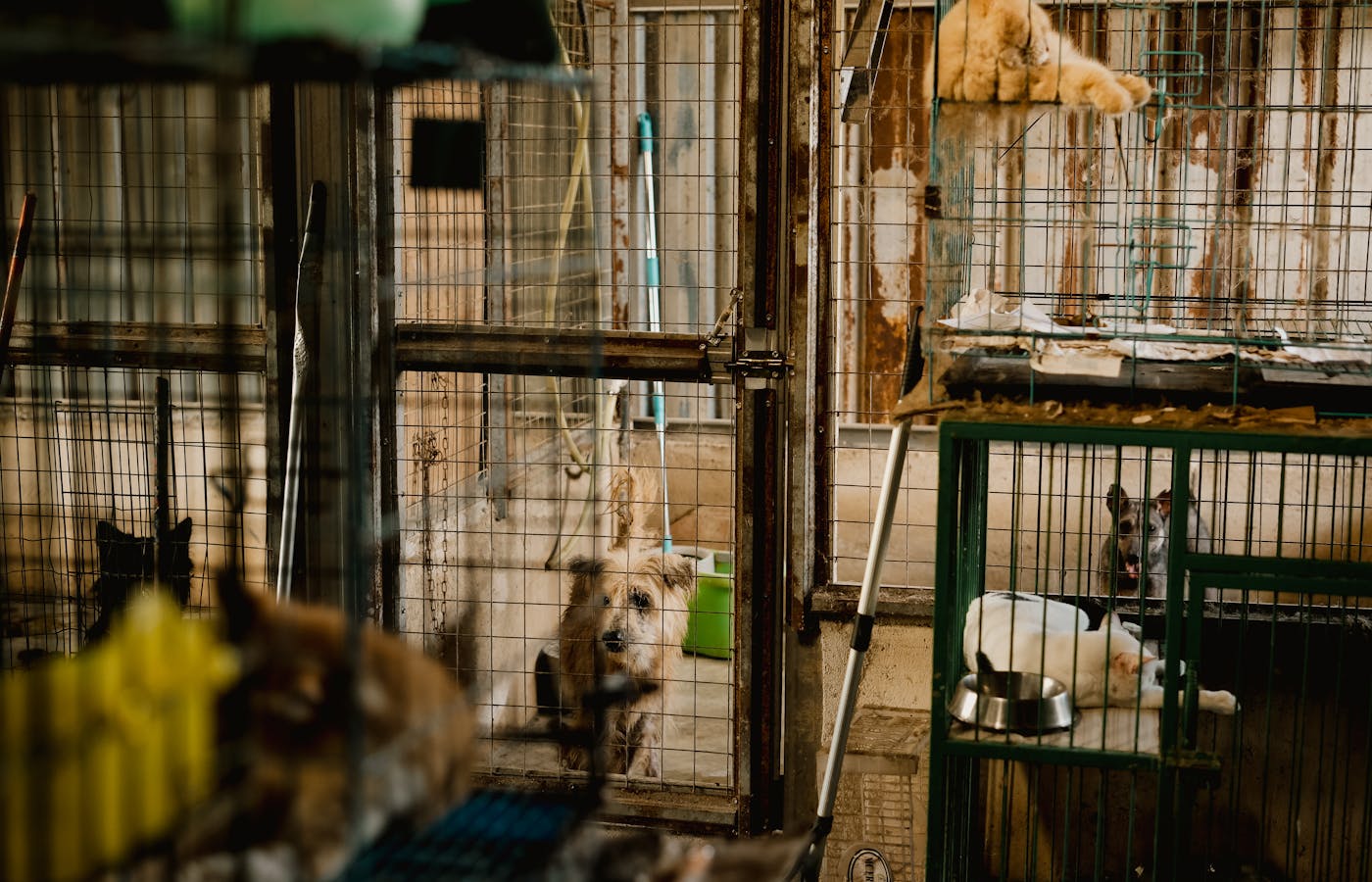 Pet dogs standing inside metal kennels at an animal shelter