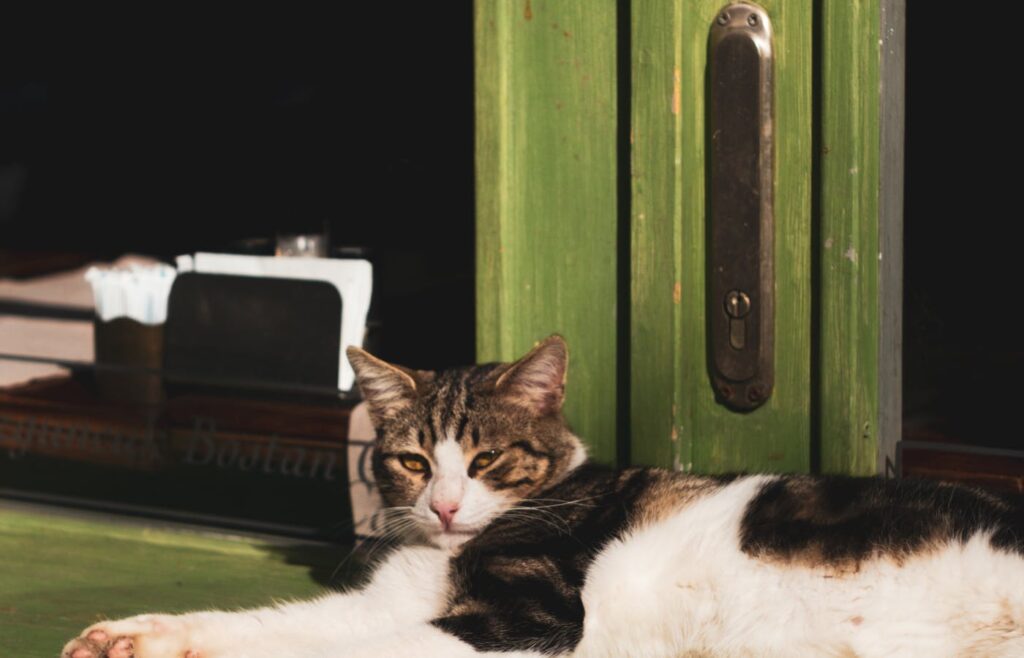 Cat lying in sunlight beside a green door