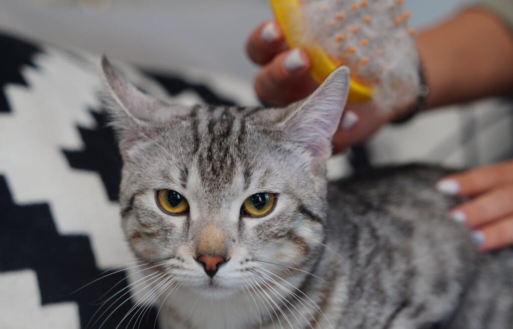 Cat being brushed with a grooming brush on a table
