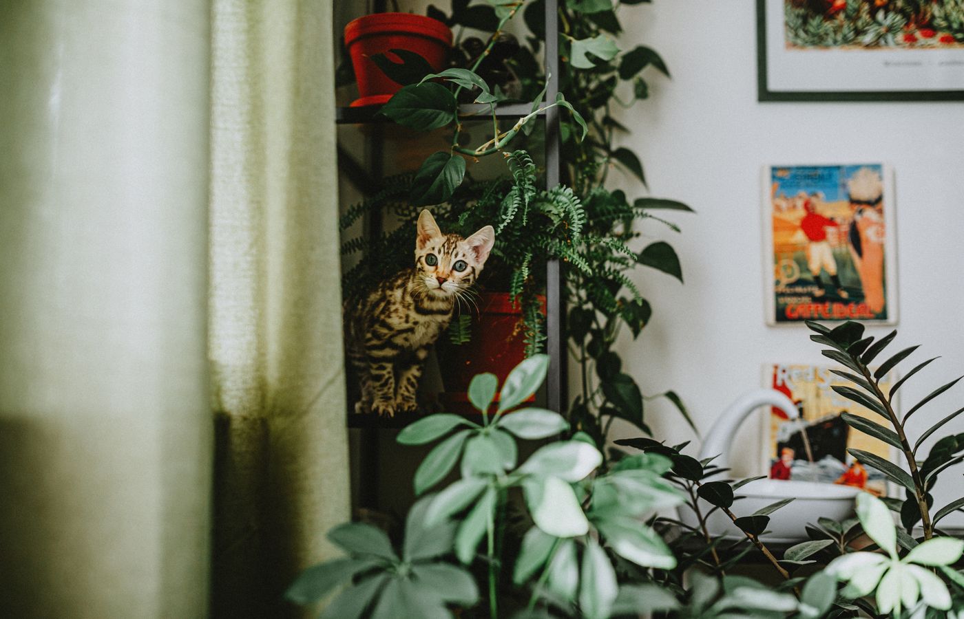 Cat standing among indoor green houseplants