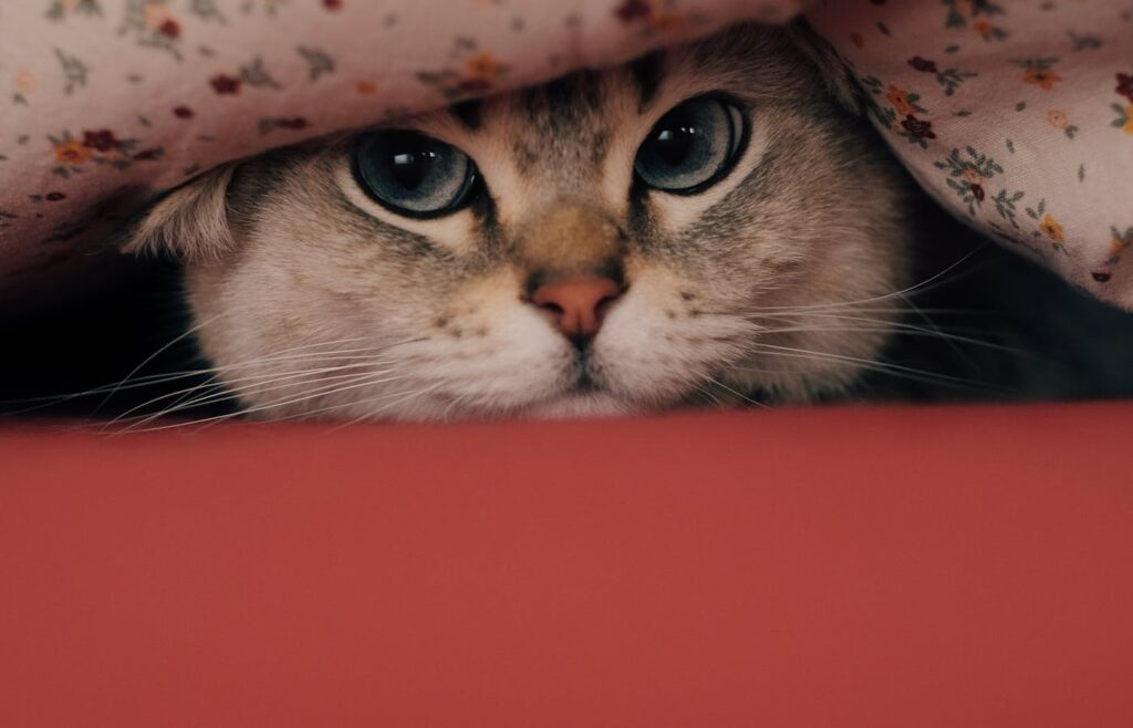 Cat face peeking from under a floral blanket