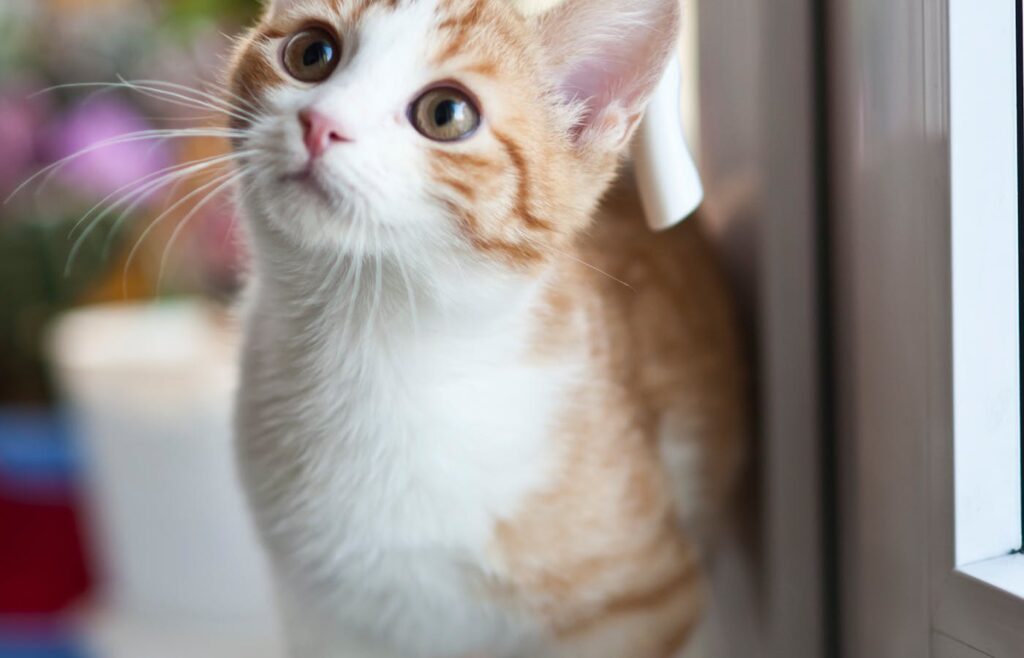 Young orange and white cat standing beside a window indoors