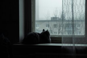 Black cat resting on a windowsill and looking outside