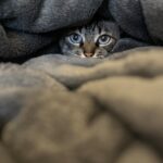 Tabby cat hiding under a gray blanket