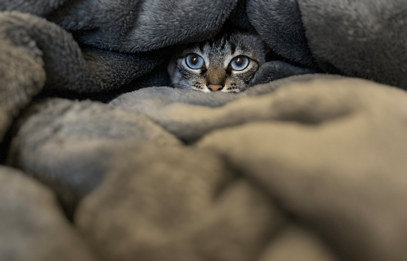 Tabby cat hiding under a gray blanket