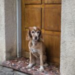 Dog sitting beside a closed wooden door before leaving home