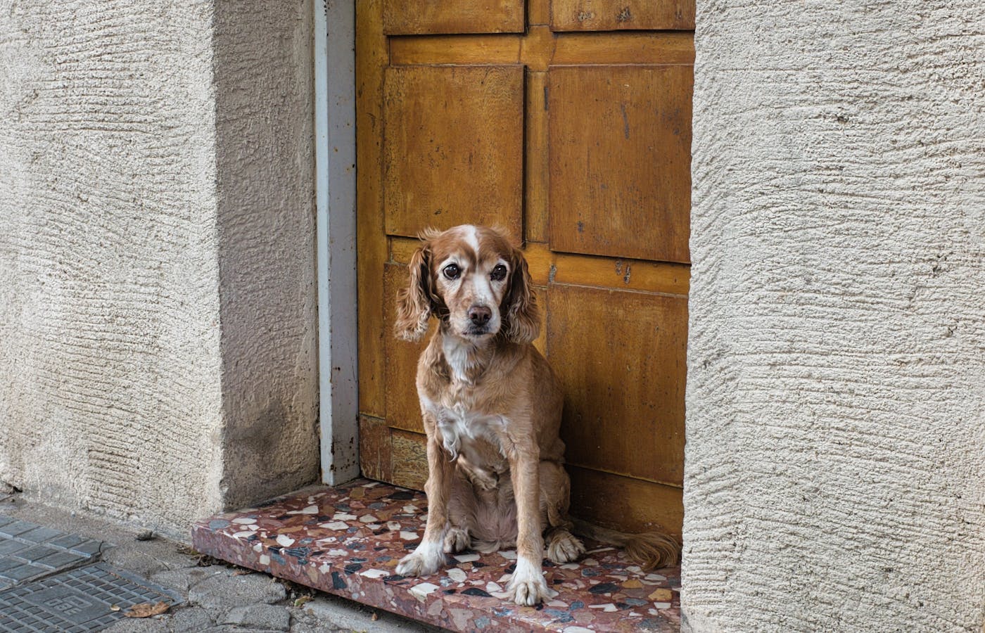 Dog sitting beside a closed wooden door before leaving home