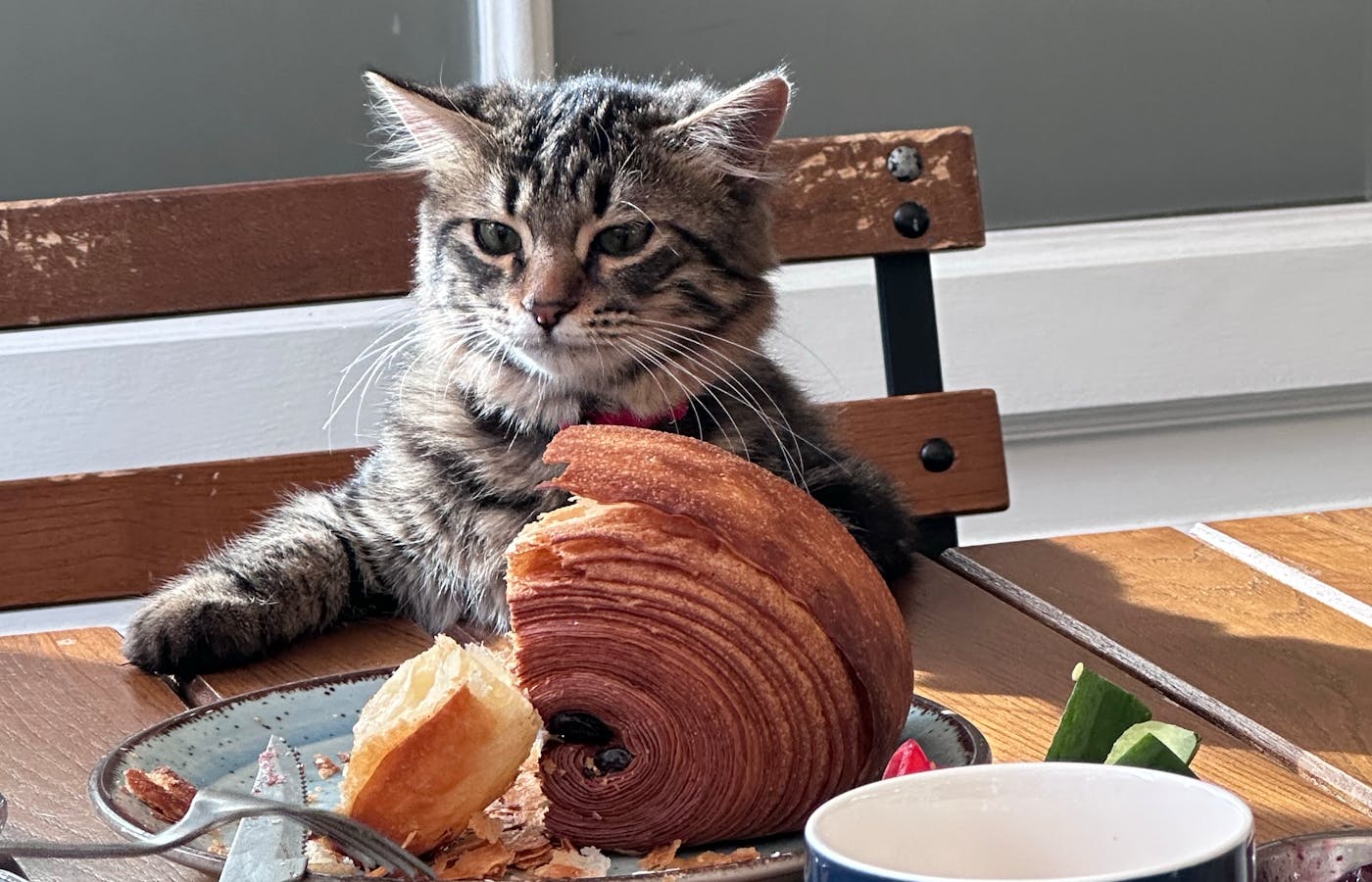 Tabby cat sitting at a table with pastry and a white cup