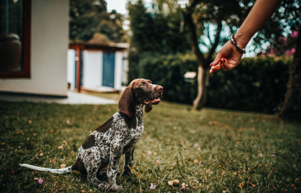 Dog sitting on grass and looking at a person holding a treat