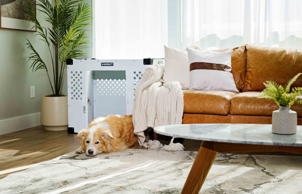 Dog resting near a white crate in a living room