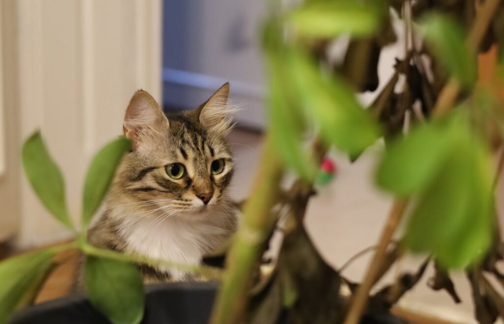Tabby cat looking through indoor plant leaves