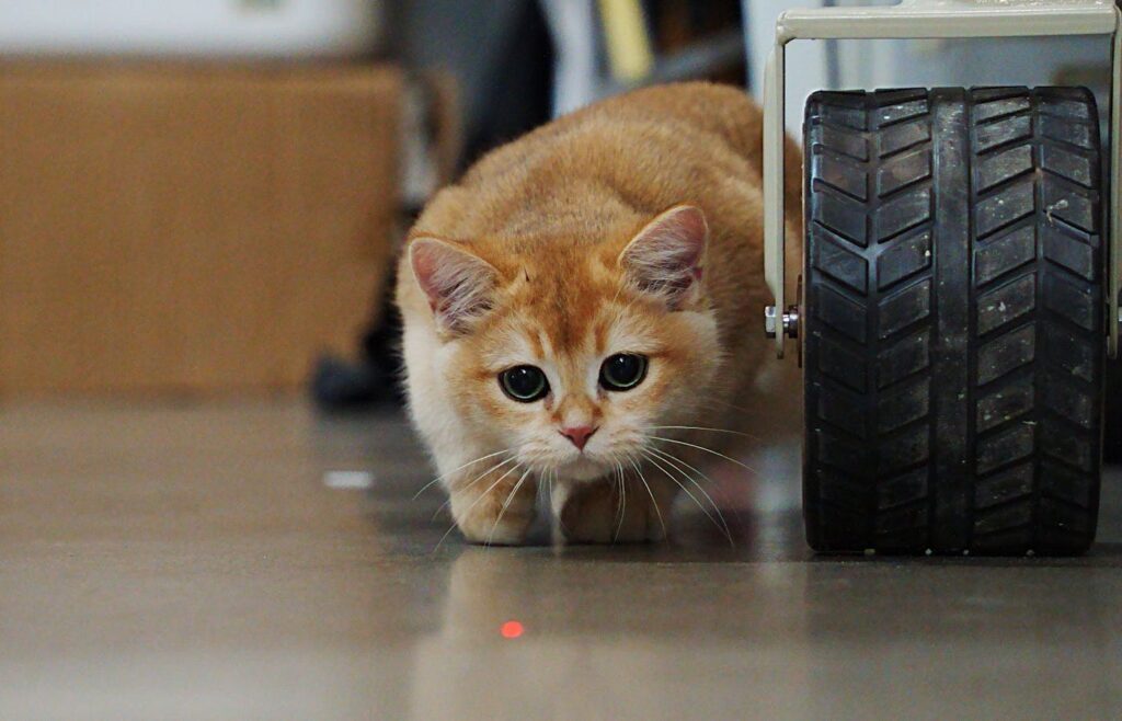 Orange cat crouching on a floor beside a black wheel