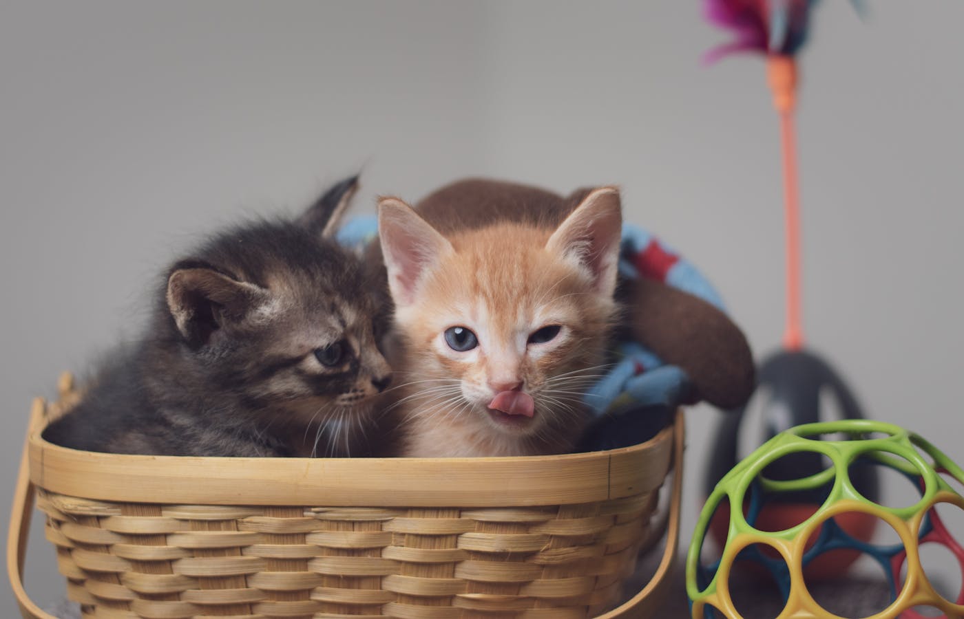 Two kittens sitting in a basket beside cat toys