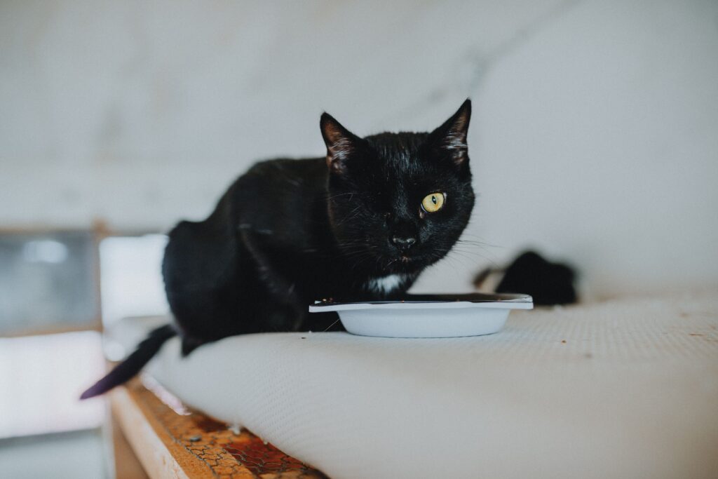 Black cat eating from a white bowl indoors