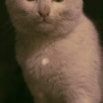 White cat sitting by a dark window at night