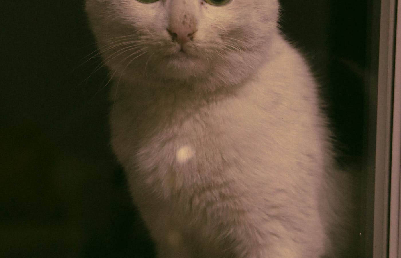 White cat sitting by a dark window at night