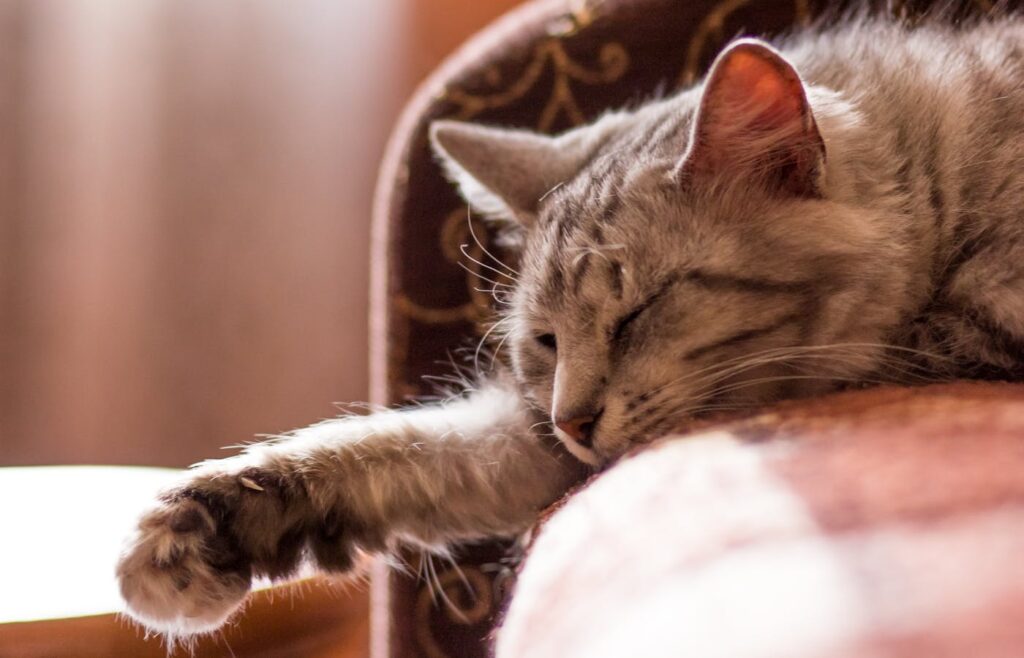 Gray cat sleeping on a soft chair with one front paw stretched out