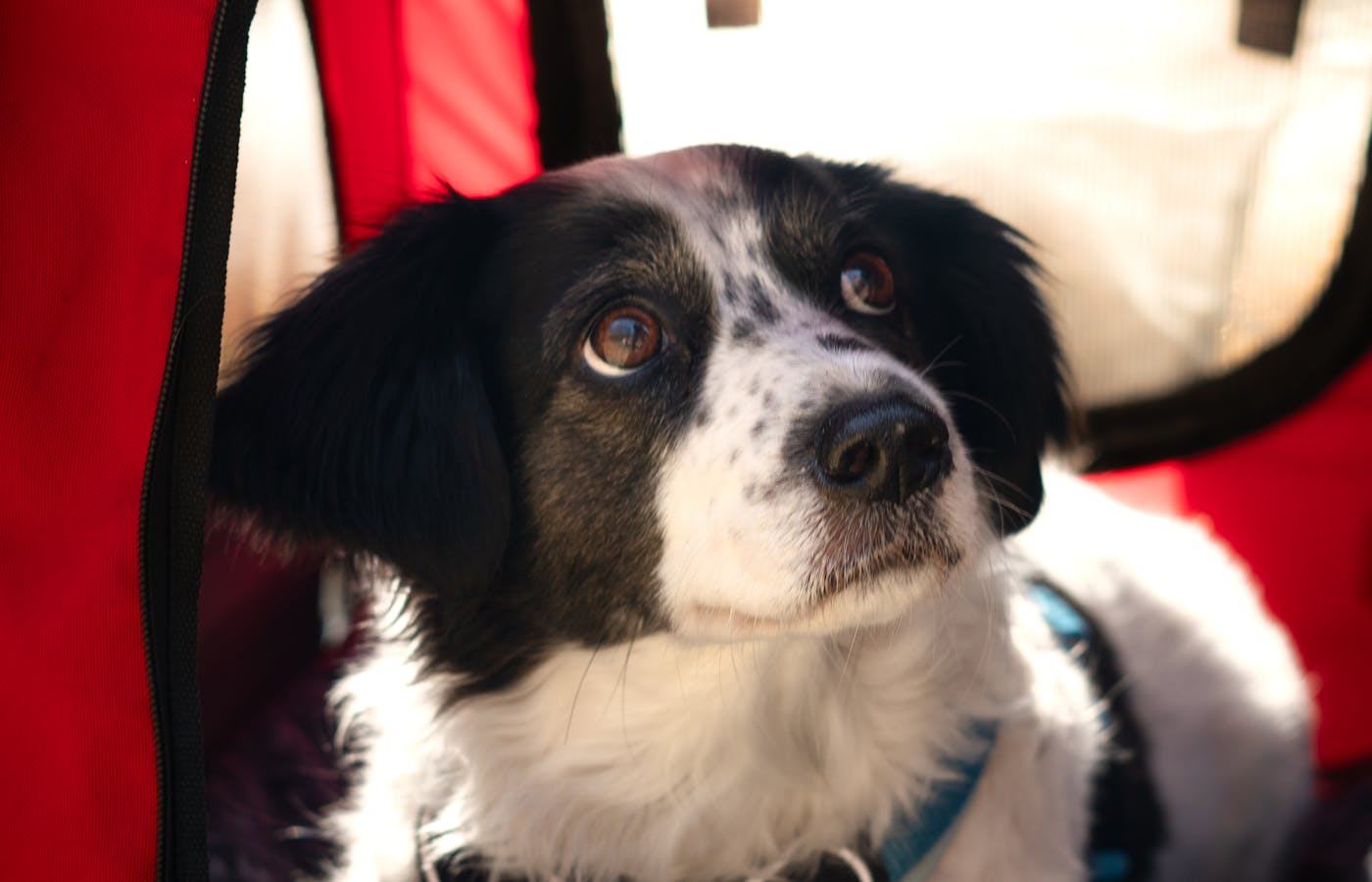 Dog sitting inside a red pet carrier