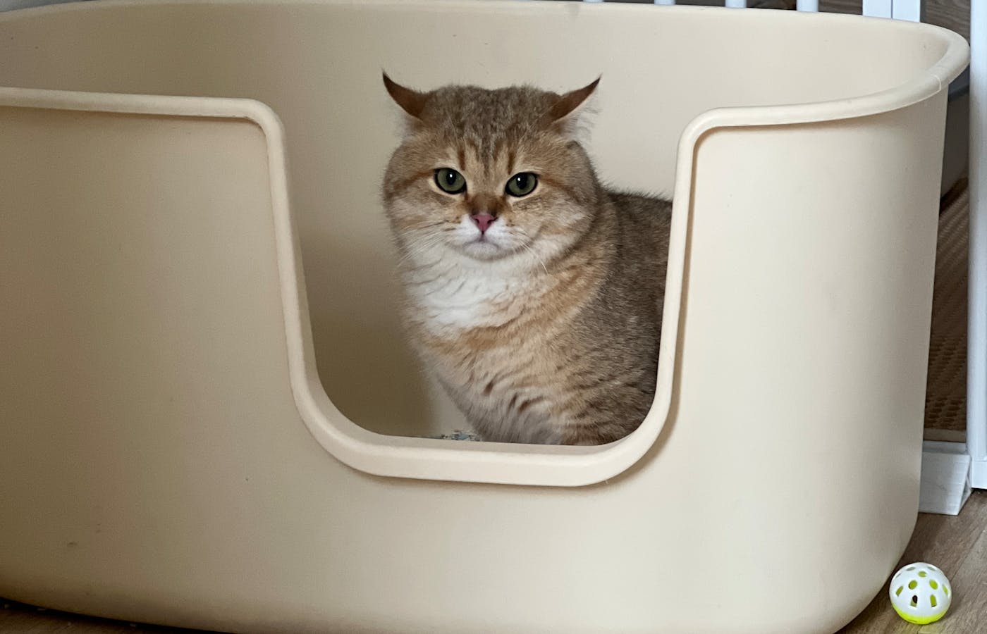 Gray tabby cat sitting inside a cream litter box with a front opening