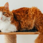 Orange and white cat resting on a small cat tree platform