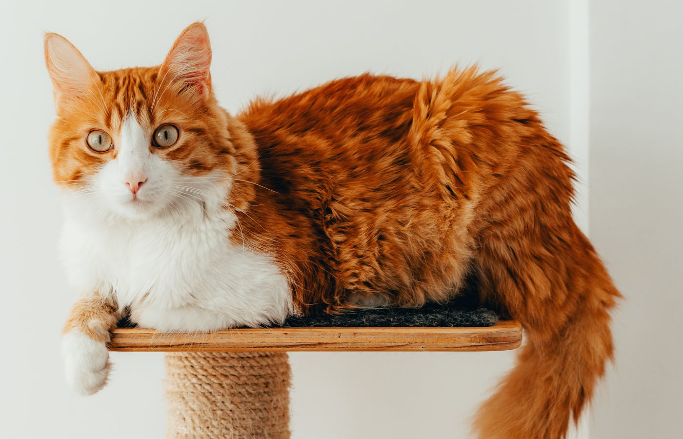Orange and white cat resting on a small cat tree platform