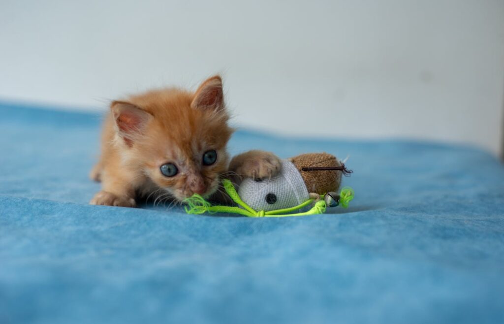 Orange kitten biting a toy mouse on a blue blanket