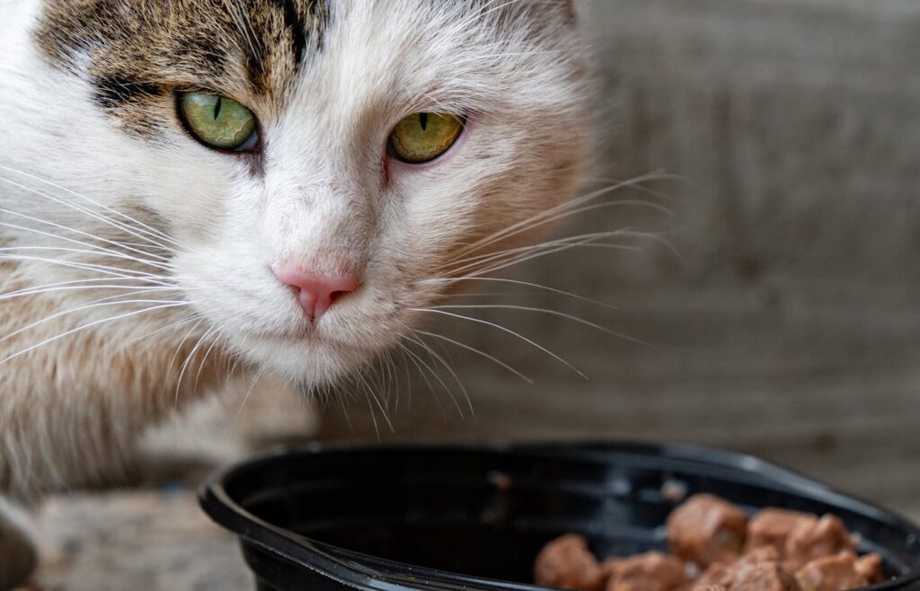 Cat face near a black cat food bowl with wet food