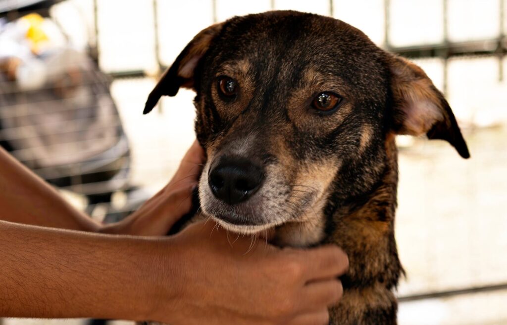 Person holding a small brown pet dog close to the camera