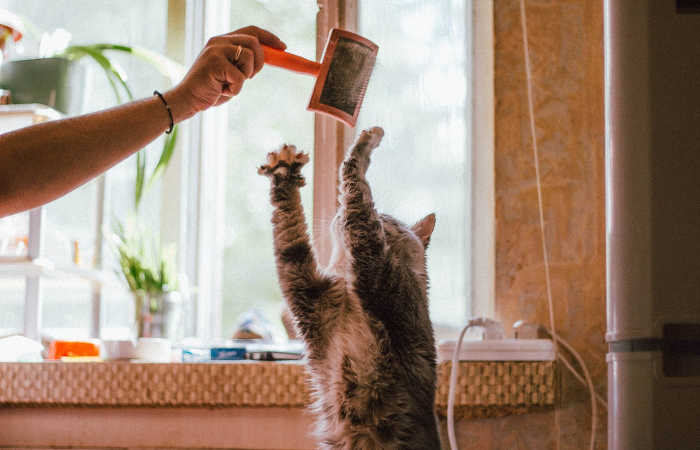 Tabby cat reaching toward an orange grooming brush by a window
